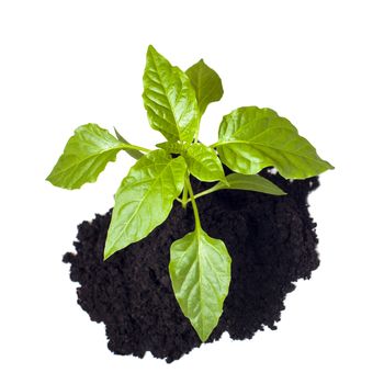 Young seedling growing in a soil, isolated on white