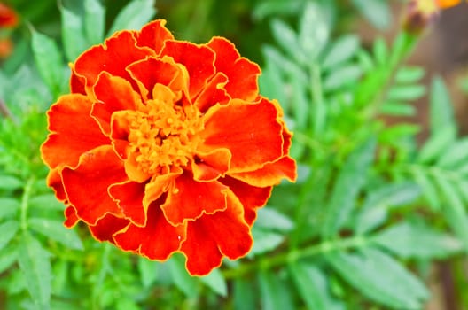 Close up yellow marigold