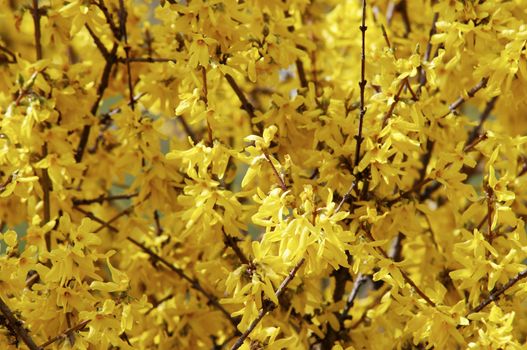 Detail of the full-blown branch of forsythia
