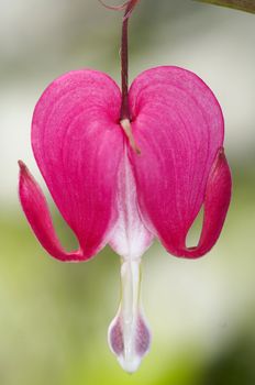 Detail of the seed - bleeding heart