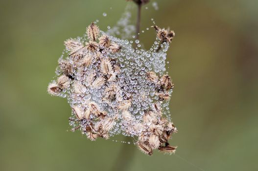 Closeup of the grass wet with dew
