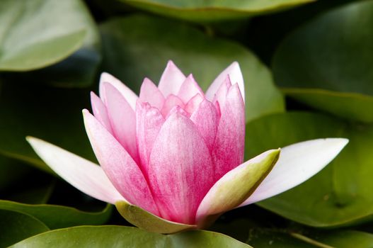 Shot of the waterlily