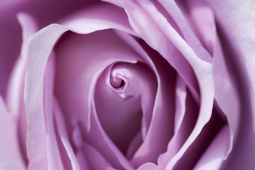 Closeup - macro - of the bloom of rose