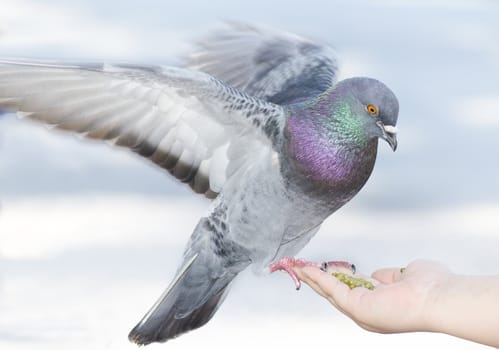 a pigeon feeding off a hand with seeds