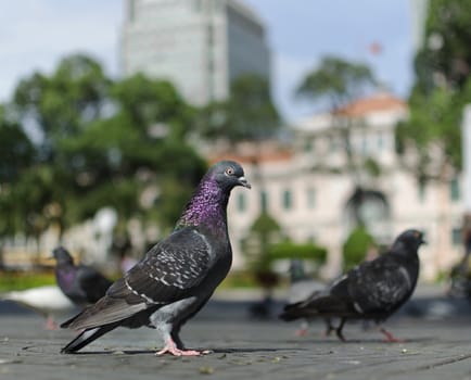 a pigeon standing upright