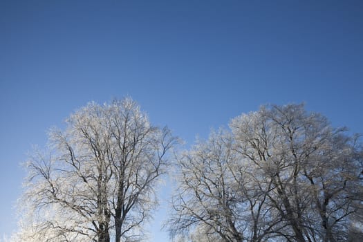 Winter trees towards blue sky