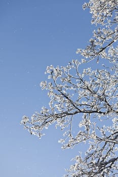 Winter Branch towards blue sky