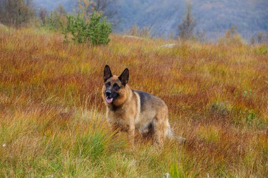 A german shepherd in the meadows