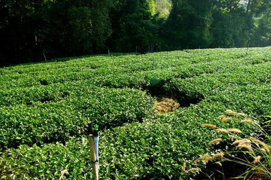 Irrigation for tea tree farm on hill, Thailand