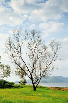 Dried tree with lake background