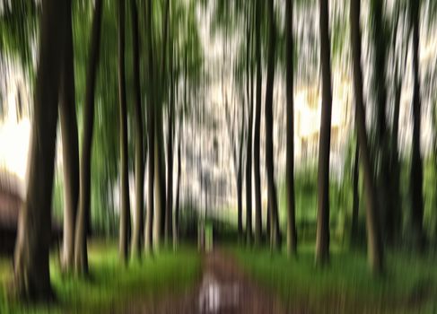 Dreaming about my forest at springtime. Intentional motion blur.