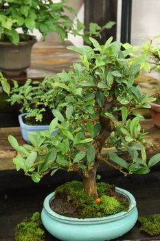 Bonsai miniature tree with red berries in a greenhouse