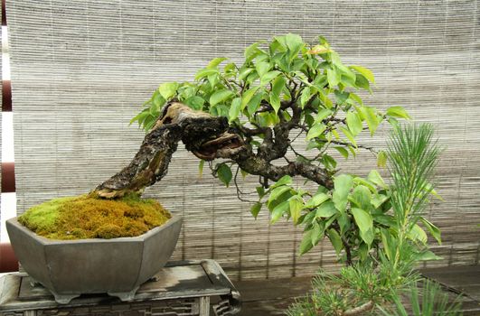 Bonsai miniature tree at the window