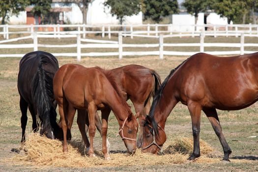 herd of horses ranch scene