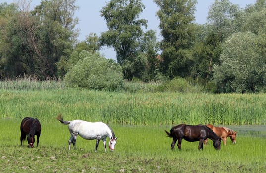 horses on pasture nature farm scene