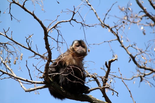 monkey sitting on a branch 