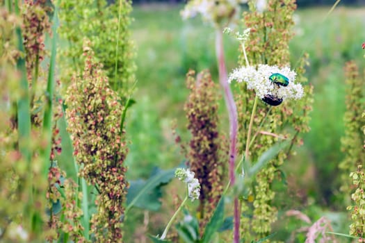 Big insect Beetle (green bug) on a flower.