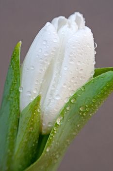Beautiful  white tulip  with drops of water close-up.Image with shallow depth of field.