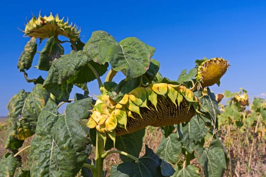 Field of sunflowers closeup on background of blue sky.