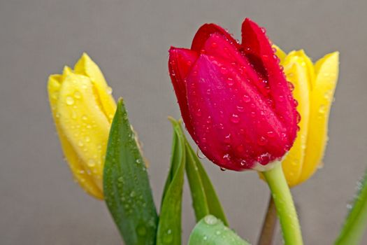 Beautiful   tulips  with drops of water close-up.Image with shallow depth of field.