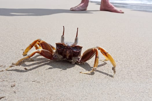 Crab in  awesome position in  sand against  legs, Thailand.