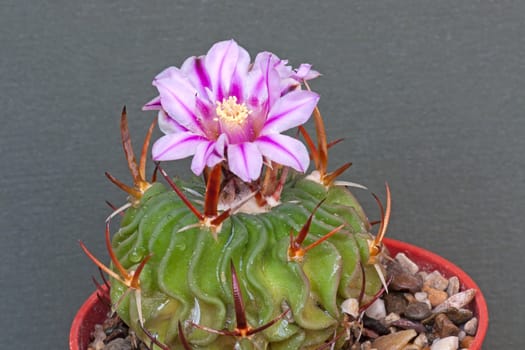 Cactus flower  on  dark  background.Image with shallow depth of field.