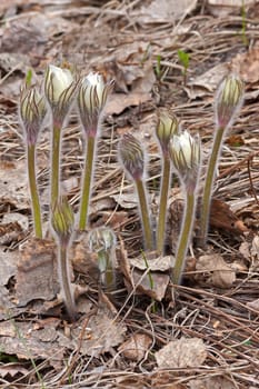 Pasque-flower close-up on  background of leaves, spring, Russia.