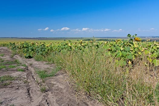 Field of sunflowers closeup on background of blue sky.