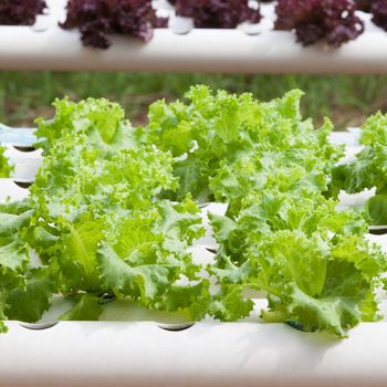 Hydroponic vegetable is planted in a garden.