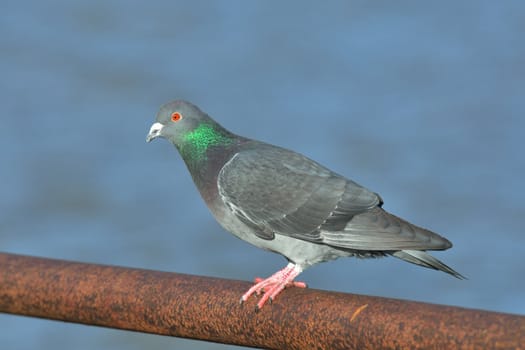 Feral pigeon standing