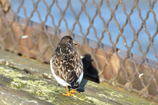 Turnstone in urban environment looking through fence