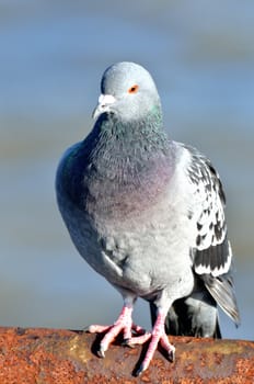 Urban pigeon or Rock Dove