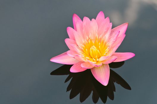 The pink lotus flower in the peaceful pond.