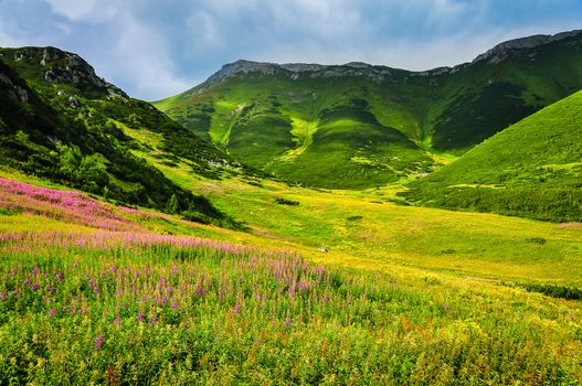 Mountain green meadow with wild flowers in High Tatras, Slovakia