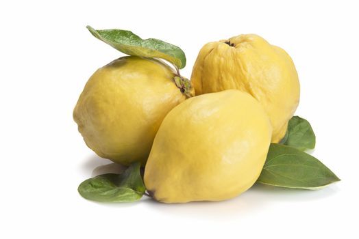 Premium fresh quinces freshly harvested to cook. 
