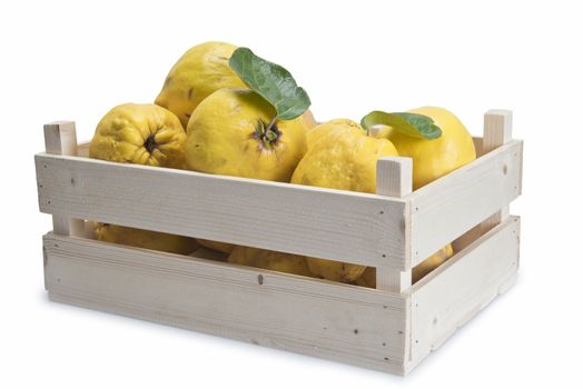 Crate with premium fresh quinces freshly harvested to cook. 