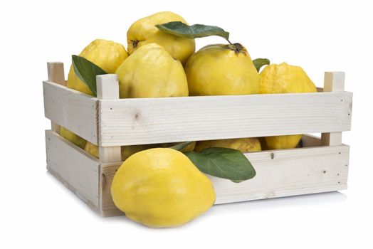 Crate with premium fresh quinces freshly harvested to cook. 