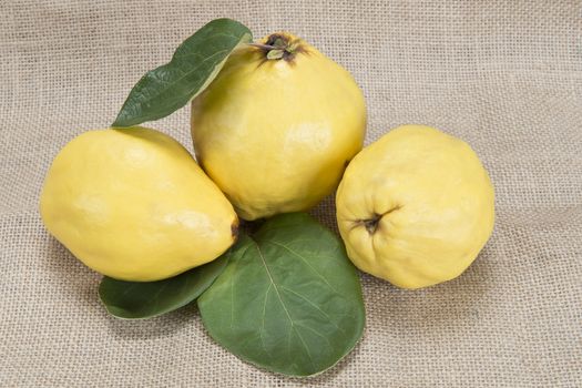 Premium fresh quinces freshly harvested to cook. 