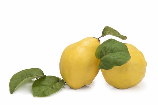 Premium fresh quinces freshly harvested to cook. 