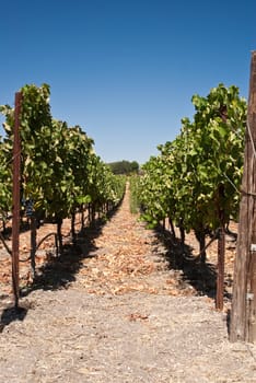 Row of grapes in Wine country California, USA