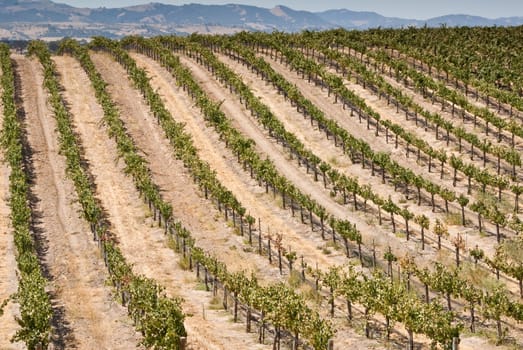 Rows of grapevines in California Wine Country USA