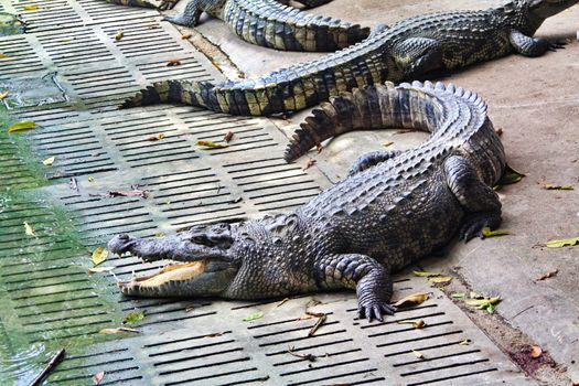 Crocodile Farm