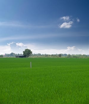 Young paddy field with beautiful blue sky
