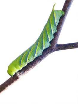 Green fruitworm on branch of tree isolate on white