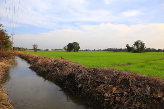 Planting rice