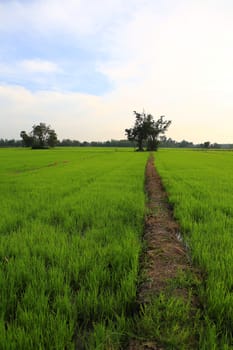 Planting rice