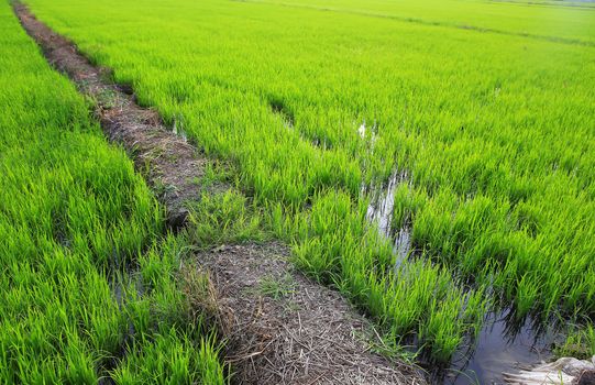 Planting rice