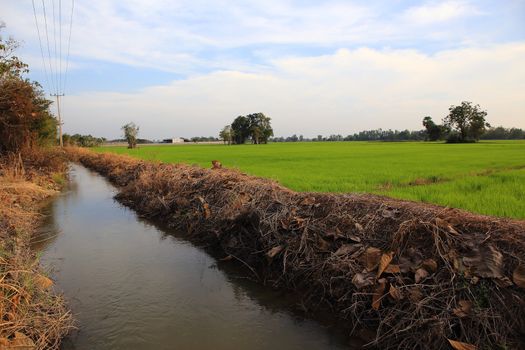 Planting rice