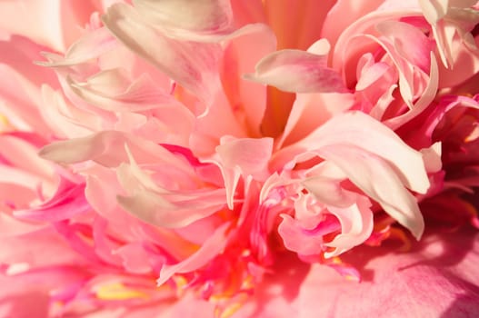 Close-up of a pink peony in sunshine