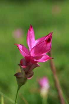 Wild siam tulips blooming in the jungle in Chaiyaphum province, Thailand.